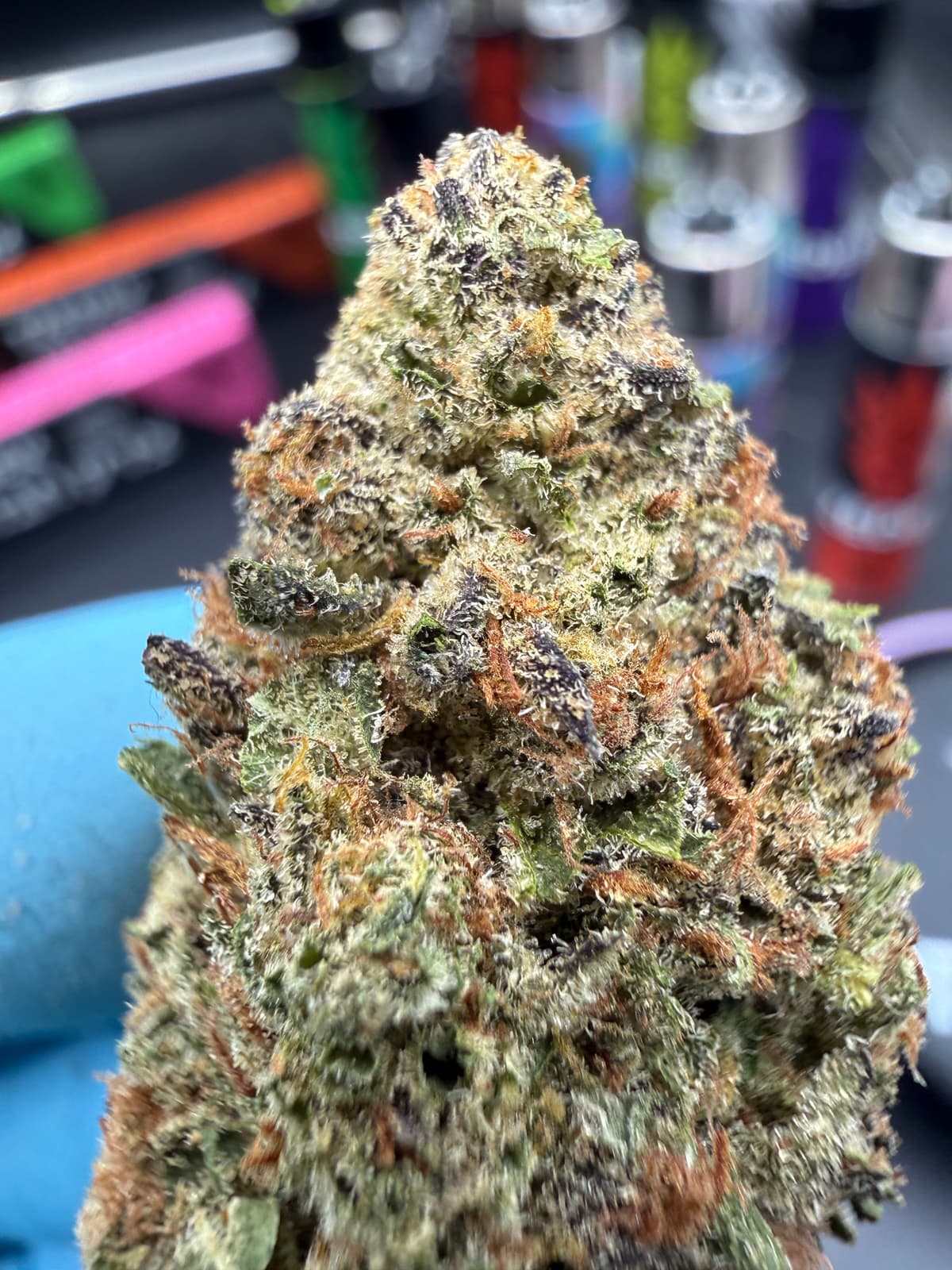 Purple Haze | סאטיבה - מוצר איכותי של צדק