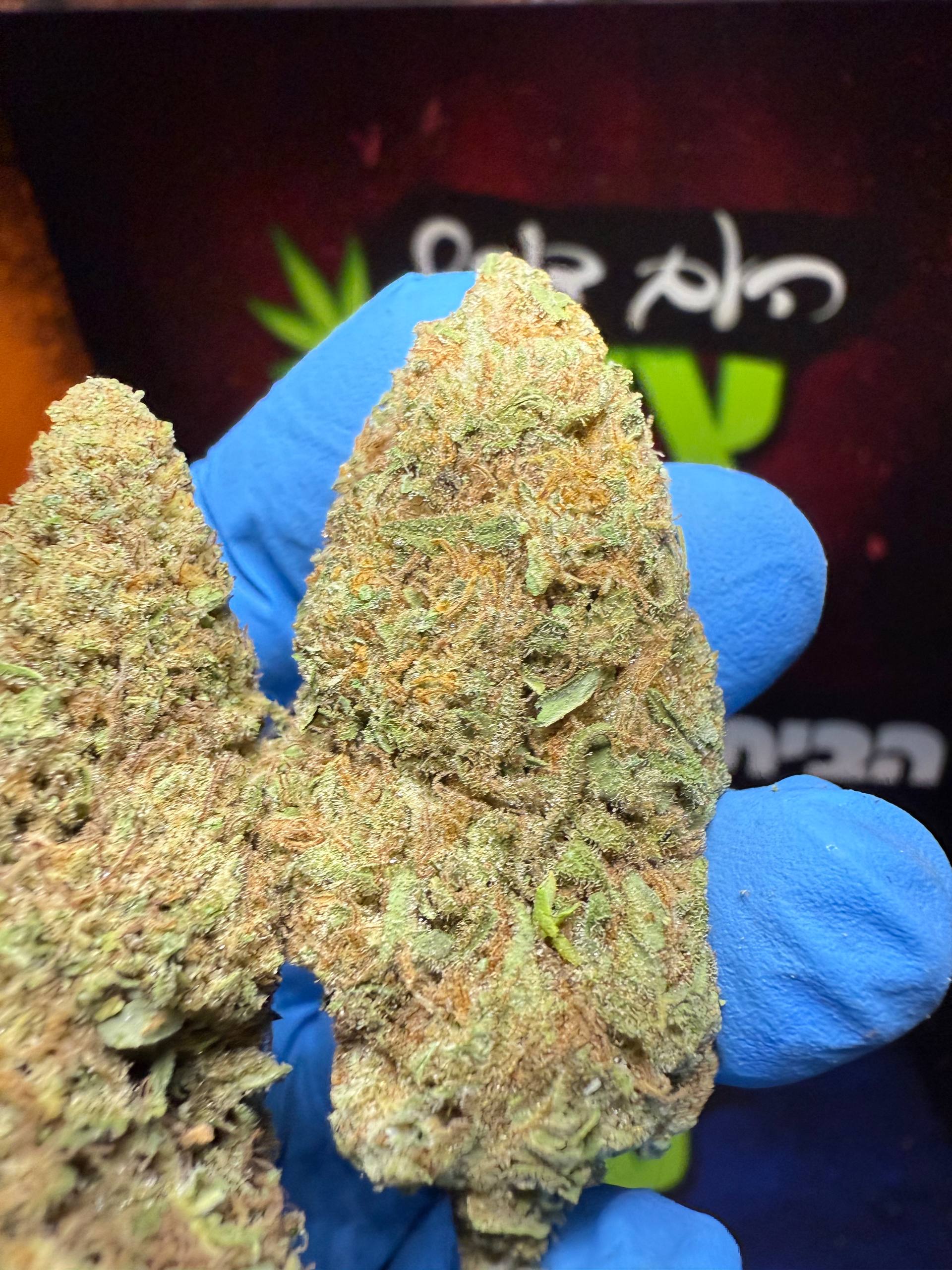 ג'לאטו | הייבריד - מוצר איכותי של צדק